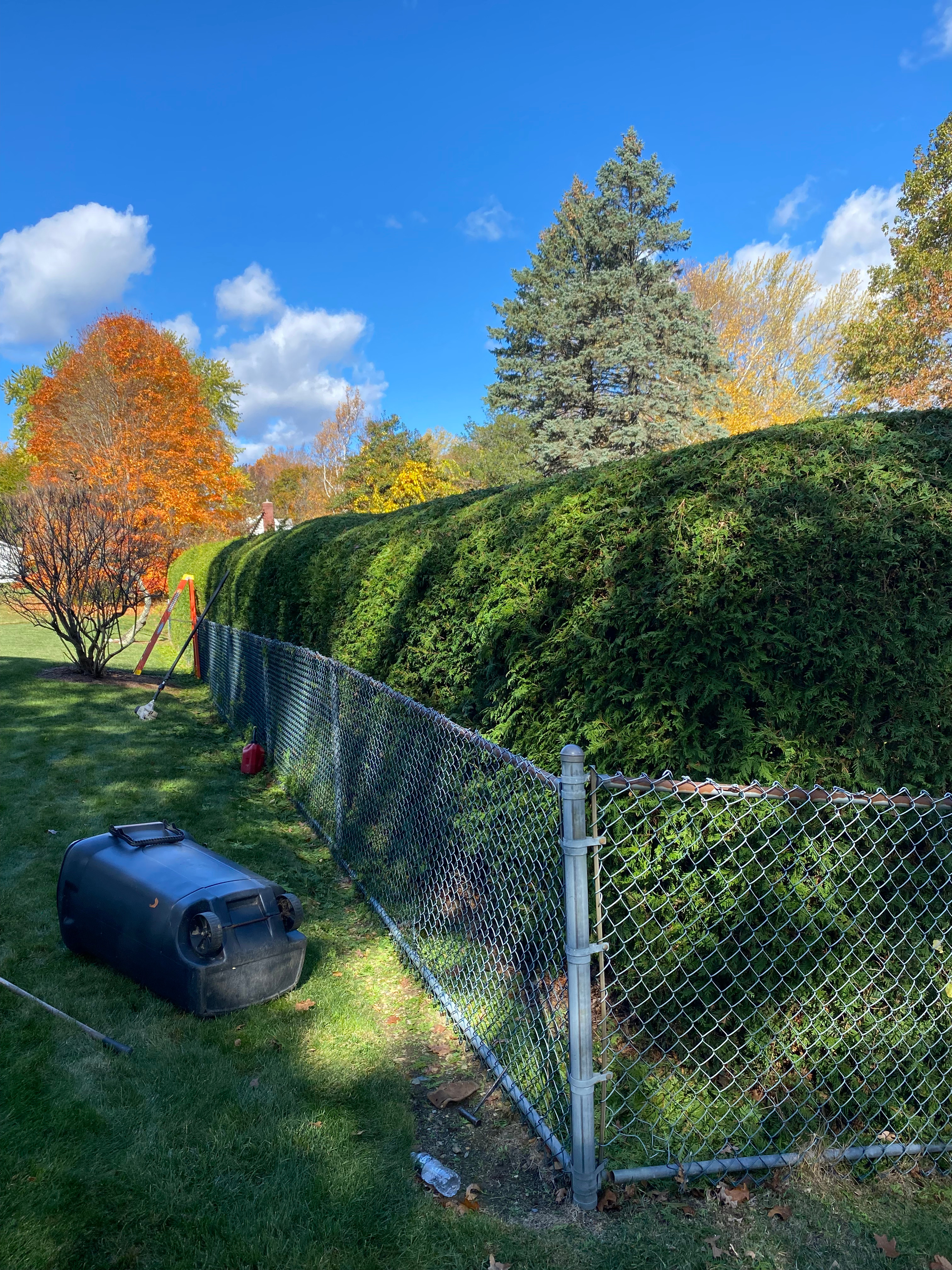 Finished hedge